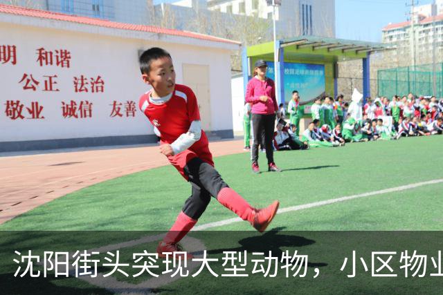 沈阳街头突现大型动物，小区物业：疑似野猪，应该还路过了很多小区，多方正寻找处置